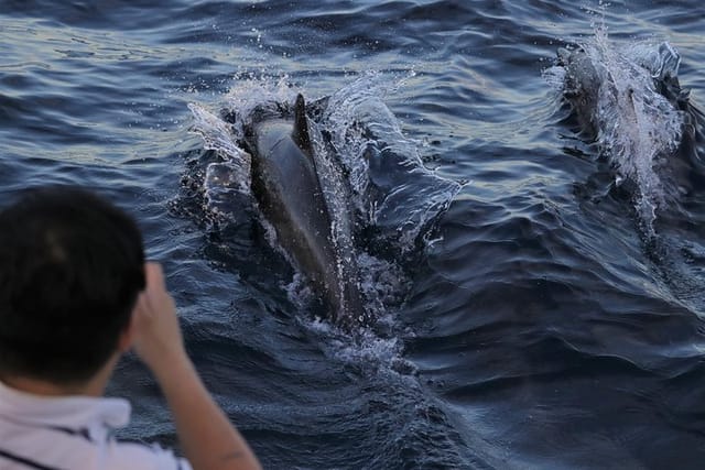 Dolphin & Whale Sunset Cruise